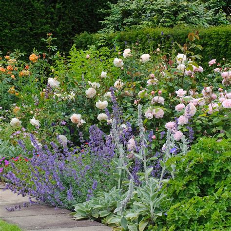 Crocus Rose | English Shrub Rose | David Austin Roses