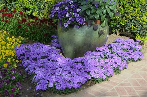 Verbena 'EnduraScape Blue Improved' | Verbena | Green Barn Garden Center