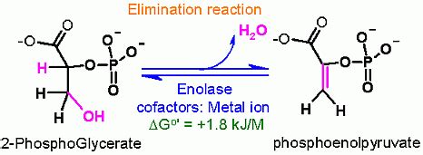 Enolase