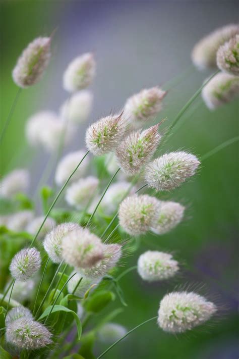 Lagurus ovatus (Bunny's Tail Grass) | Sarah Raven