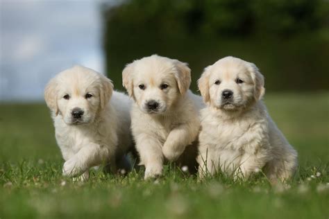 15 bébés Golden Retriever qui vont vous faire fondre