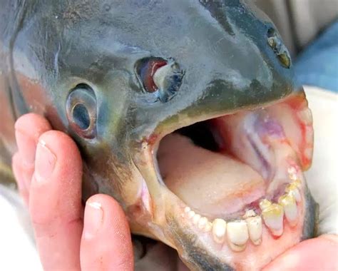 Fish with "human-like teeth" spotted in Michigan lakes