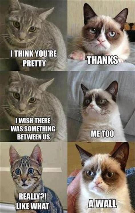 Funny Pictures – 43 Pics | Funny cat memes, Grumpy cat humor, Grumpy ...