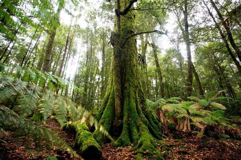 Honeysuckle Walk Barrington Tops National Park | Barrington Coast