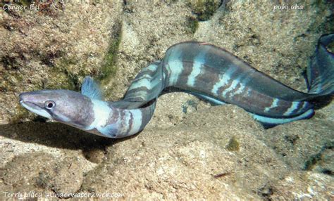 CRITTER: Meet puhi uha the Hawaiian Conger Eel - The Garden Island