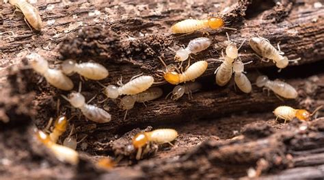 is tentless termite treatment effective - dana-osawa