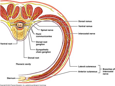 Prep Scholar Gate Anterior Cutaneous Nerve Entrapment Syndrome | Images ...