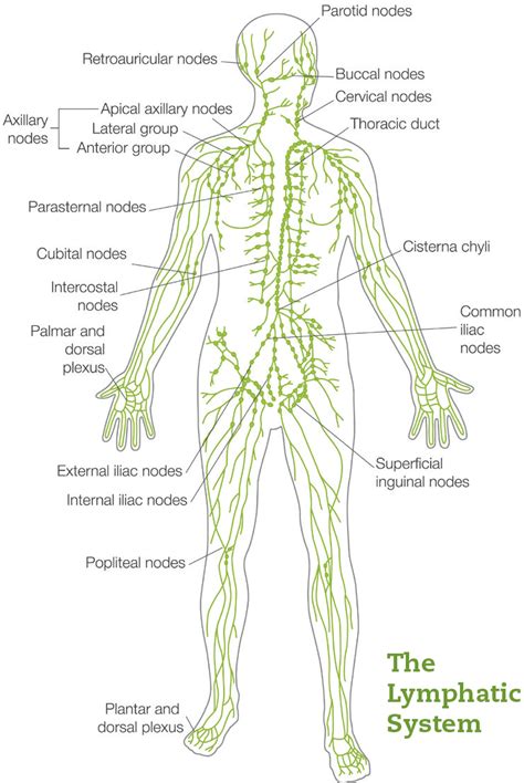 [DIAGRAM] Lymph Nodes Lymphatic System Diagram - MYDIAGRAM.ONLINE