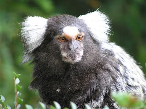 Marmoset