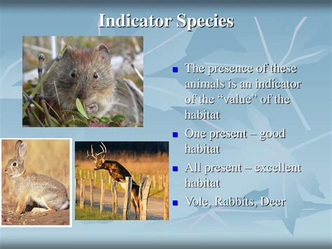 PPT - Animal Tracking PowerPoint Presentation - ID:94226