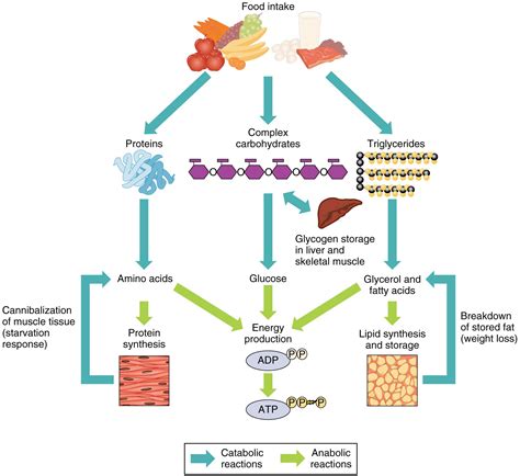 OpenStax CNX | Carbohydrates chart, Protein metabolism, Amino acids