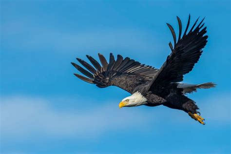 12 Animals of the Pacific Northwest - Wildlife Informer