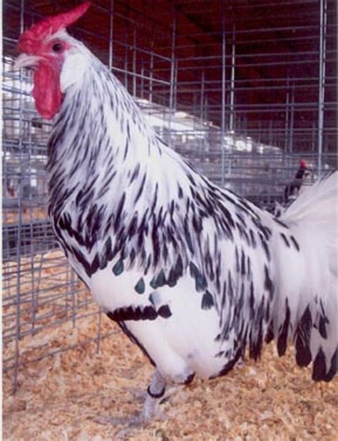 Silver Spangled Hamburg Chicken - Chicks for Sale | Cackle Hatchery