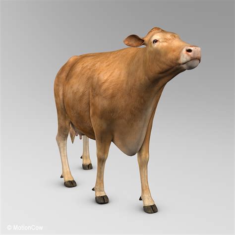 Cow ( Limousin ) – MotionCow