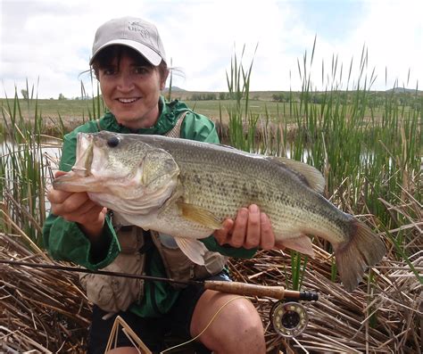 Colorado Fly Fishing Reports: Big Bass On Small Flies