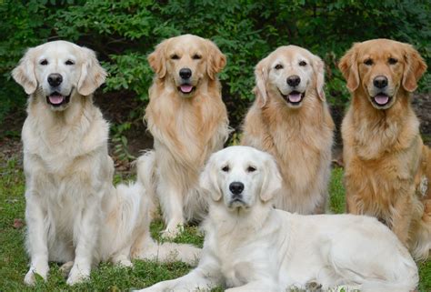 Golden Retriever Dog Breed Information, Images, Characteristics, Health