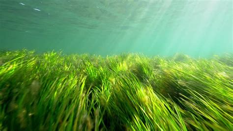 Sea Grass Meadows Underwater Seagrass. HD 50fps. Stock Footage Video ...