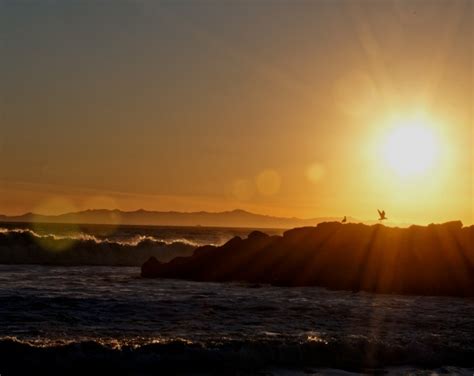 Seagulls At Sunset Free Stock Photo - Public Domain Pictures