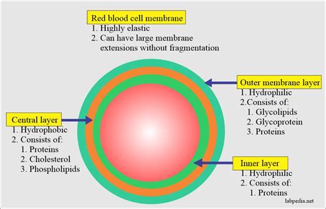 Labelled Diagram Of A Red Blood Cell