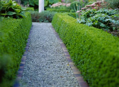 13 Best Shrubs for Making Hedges