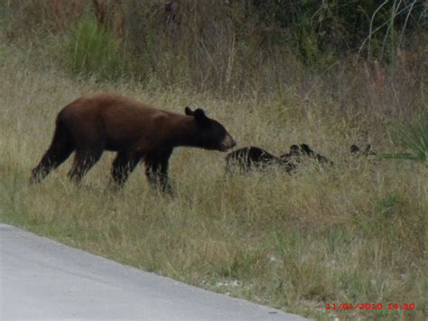 Florida black bear with cubs in grass | Florida black bear w… | Flickr