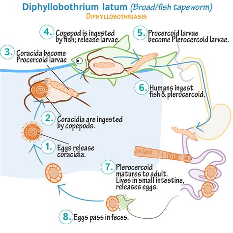 Immunology/Microbiology Glossary: Cestodes: Diphyllobothrium latum ...