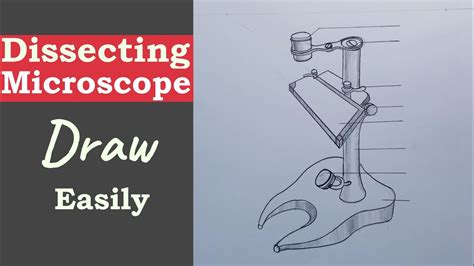 Dissecting Microscope Diagram