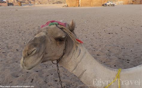 Egypt Travel: Camel ride in Egypt