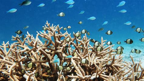 Kids News: Great Barrier Reef conservation gets thumbs up from UNESCO ...