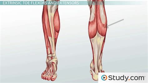 Leg Muscles: Anatomy, Support & Movement - Video & Lesson Transcript ...