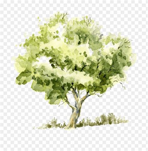 Free download | HD PNG drawing watercolor painting tree pencil sketch ...