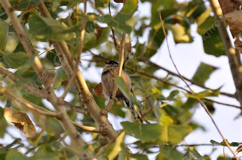 500 Insectivorous Birds Photos, Pictures And Background Images For Free ...