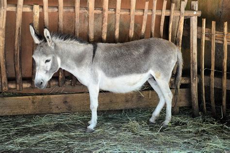 Donkey Animal Farm · Free photo on Pixabay