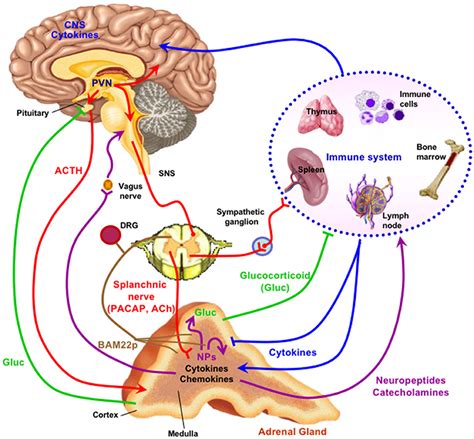 Frontiers | What's New in Endocrinology: The Chromaffin Cell