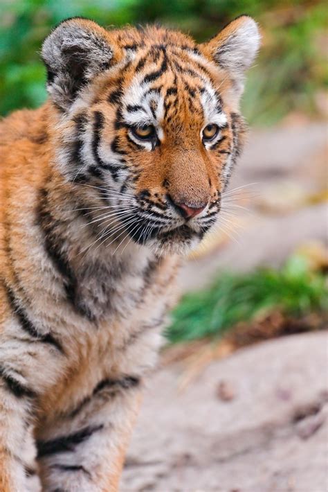 Adorable Siberian Tiger Cubs