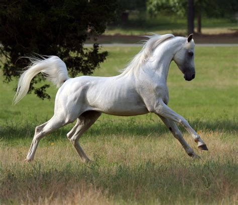 Arabian Horse Breed Information, History, Videos, Pictures