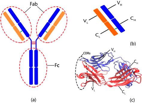 IJMS | Free Full-Text | The Intrinsic Dynamics and Unfolding Process of ...