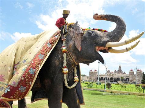 Dasara elephants reach Mysore Palace- The Etimes Photogallery