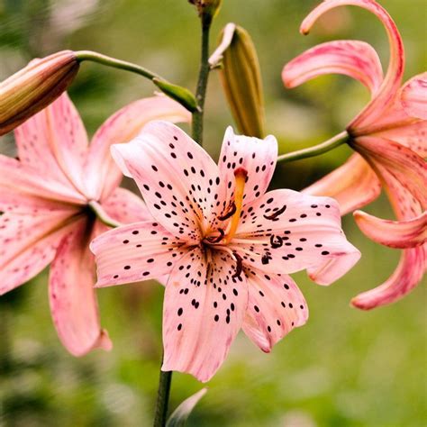 Pink Tiger Lily Bulbs#bulbs #lily #pink #tiger in 2020 | Lily bulbs ...