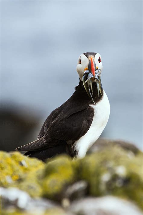 «Puffin With A Beak Full Of Sand Eels» del colaborador de Stocksy «Ruth ...