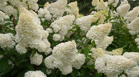 21 Different Hydrangea Varieties That Love Full Sun | Hydrangea ...