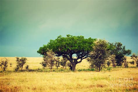 Savanna Landscape In Africa. Tanzania Photograph by Michal Bednarek