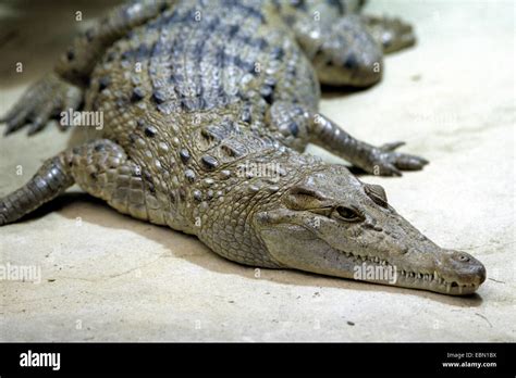 Philippine crocodile, Philippines crocodile, Mindoro crocodile ...