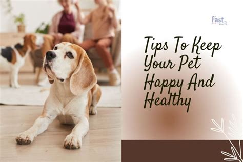 Tips To Keep Your Pet Happy And Healthy. - Fast ESA Letter