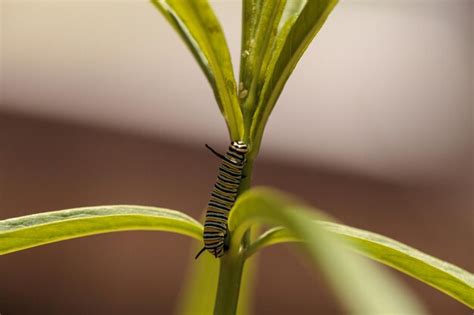 Premium Photo | Close-up of caterpillar on leaf