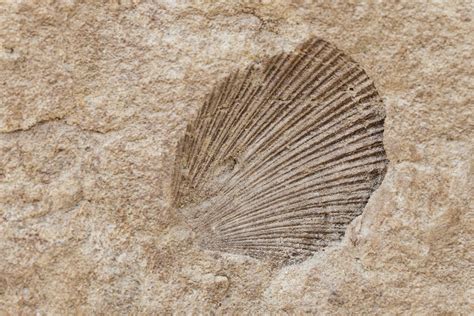 A Shell Fossil Free Stock Photo - Public Domain Pictures