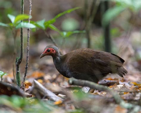 Megapodius cumingii - nogal rdzawolicy - Philippine Megapode