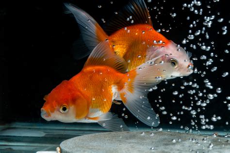 What Do Goldfish Eggs Look Like In An Aquarium - Aquarium Views