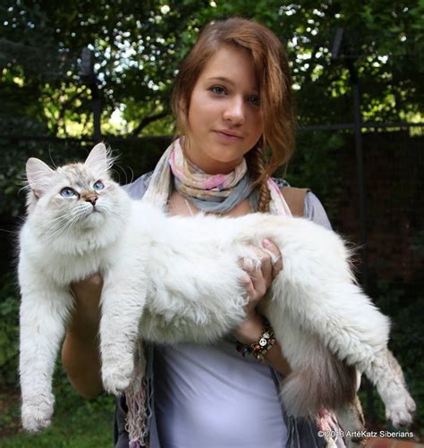 Siberian Big Cat Breeds - Pets Lovers