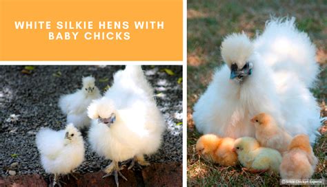 Silkie Baby Chicks